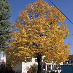 Tilleul à grandes feuilles / Tilia platyphyllos